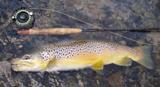 Colorado Brown Trout