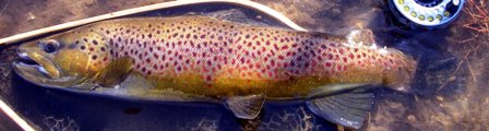 Colorful Brown Trout