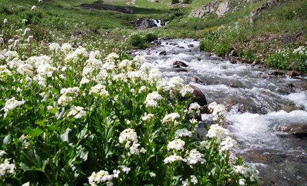 stream stream